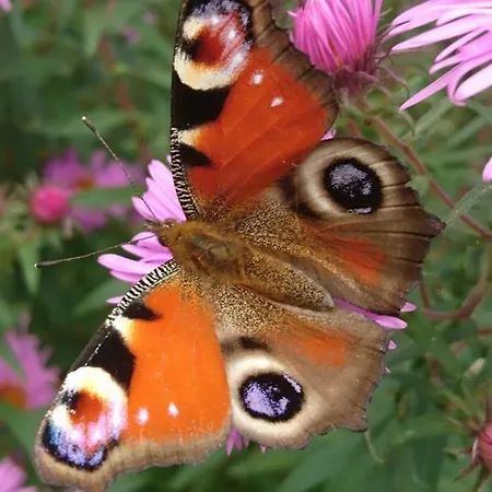 Gasthof Sportpension Schober