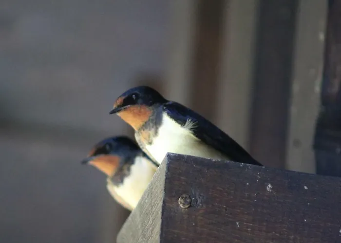 Penzion Sportpension Schober Self Check-in Obertraun