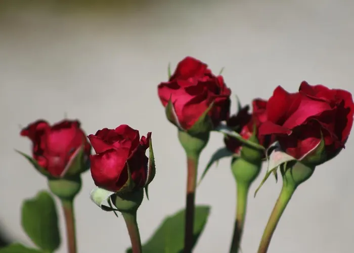 Penzion Sportpension Schober Self Check-in 3*