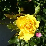 Sportpension Schober Self Check-in 招待所