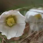 Sportpension Schober Self Check-in 3*