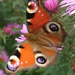 招待所 Sportpension Schober Self Check-in