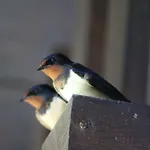 招待所 Sportpension Schober Self Check-in 上特劳恩