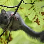 Sportpension Schober Self Check-in 招待所 3*