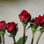 招待所 Sportpension Schober Self Check-in 3*