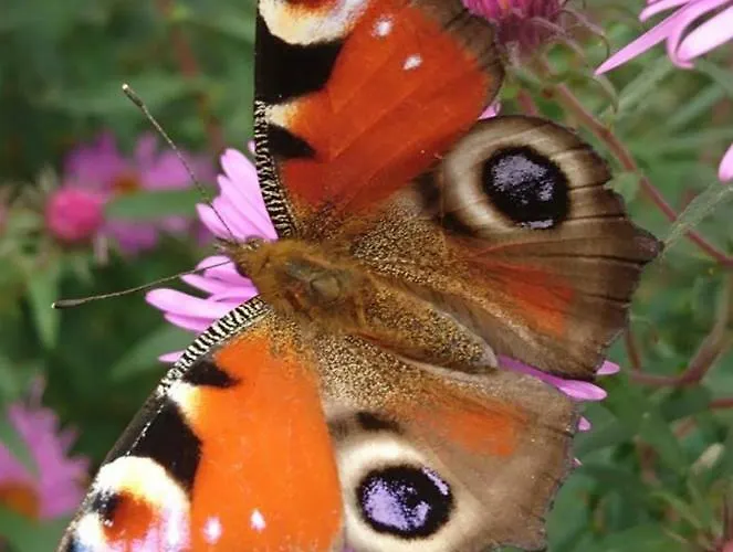 بيت ضيافة Sportpension Schober Self Check-in